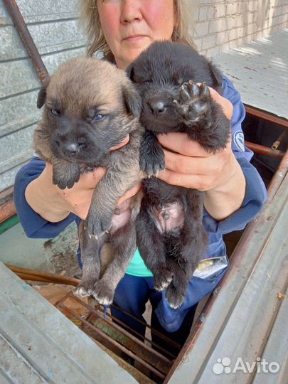 Собака в добрые руки отдам бесплатно