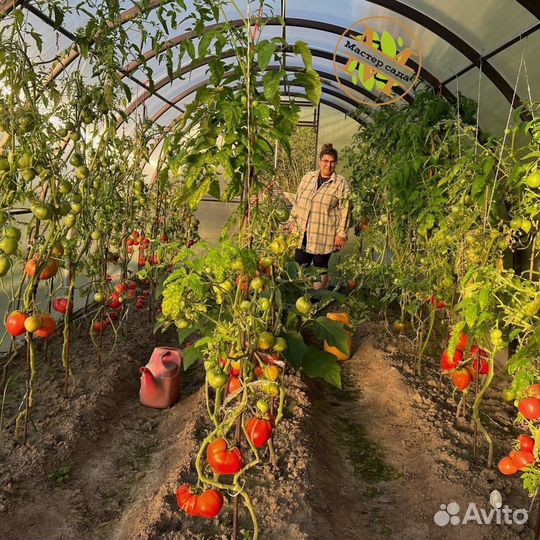 Теплица капелька