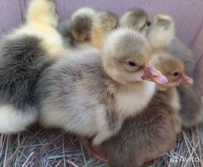 Гусята домашние