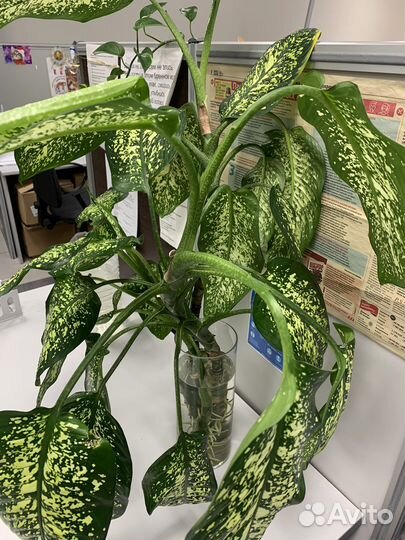 Диффенбахия