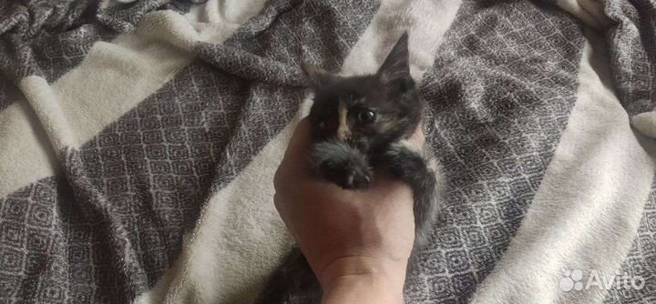 Кошка в дар бесплатно