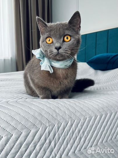 Британская кошка