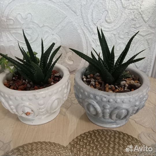 Суккуленты