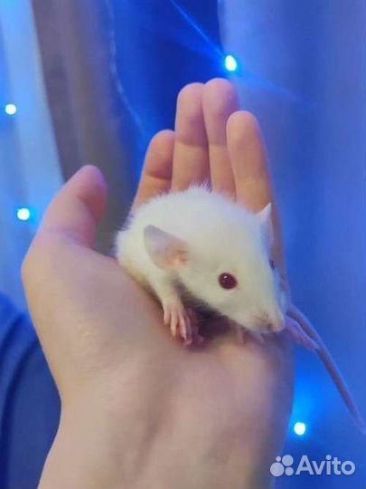 Крысята дамбо