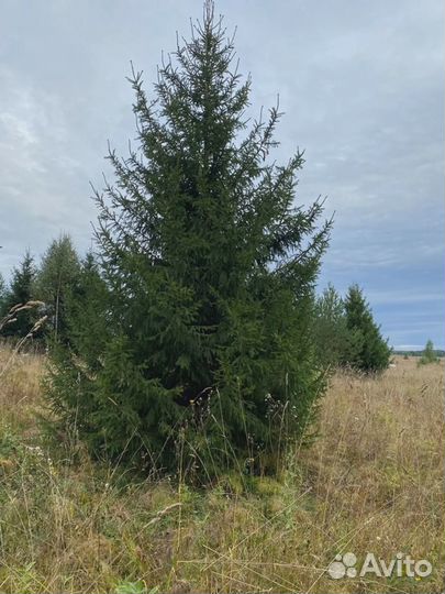 Саженцы сосна, ель, береза