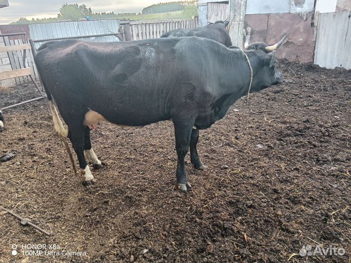 Корова дойная