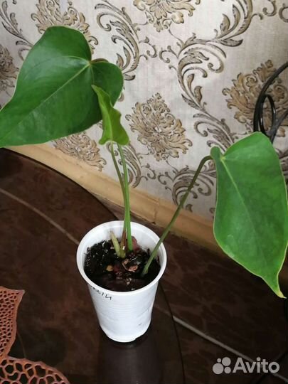 Антуриум Арион