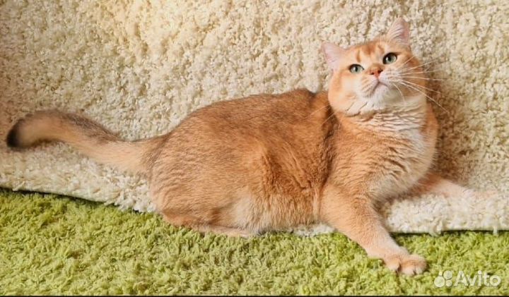 Котенок золотая шиншилла