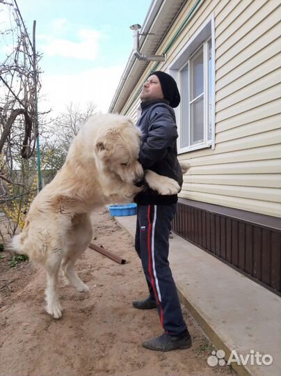 Вязка (не продаю)