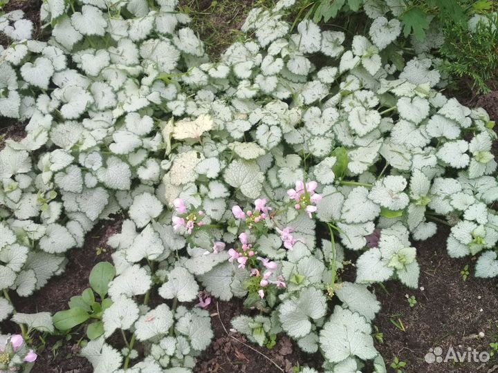 Эхинацея Хризантема Флоксы Яснотка Ромашка Герань