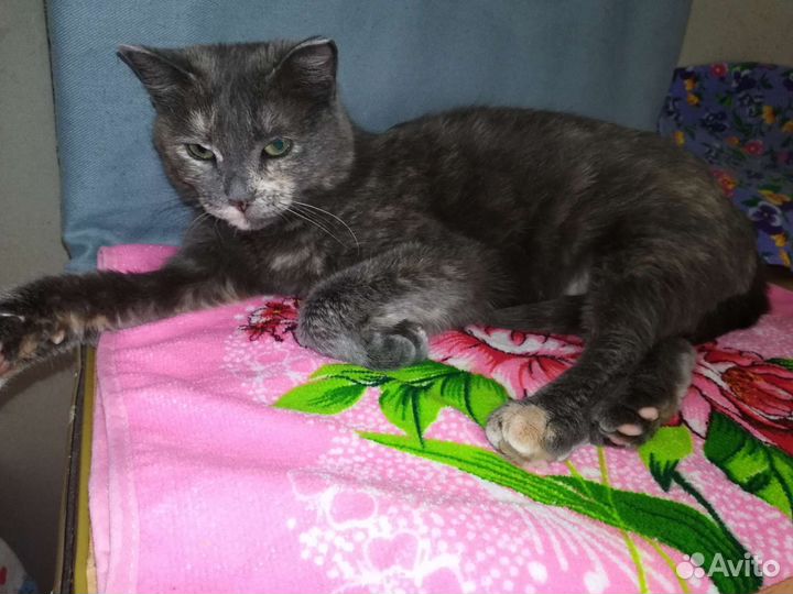 Кошка в самые заботливые руки