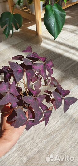 Кислица окалис