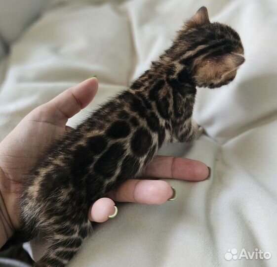 Бенгальская девочка