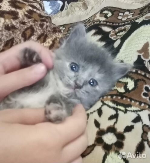 Котята в добрые любящие руки