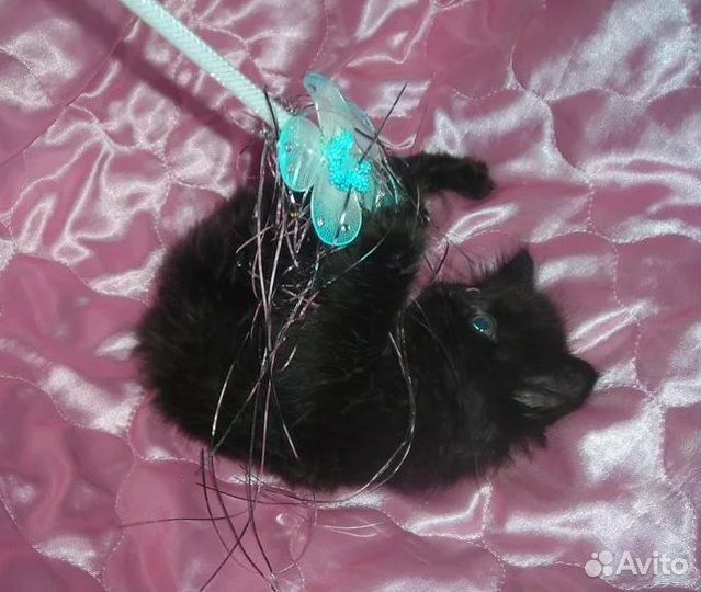 Марсик - Пуховый черный мальчик - 2 месяца в семью