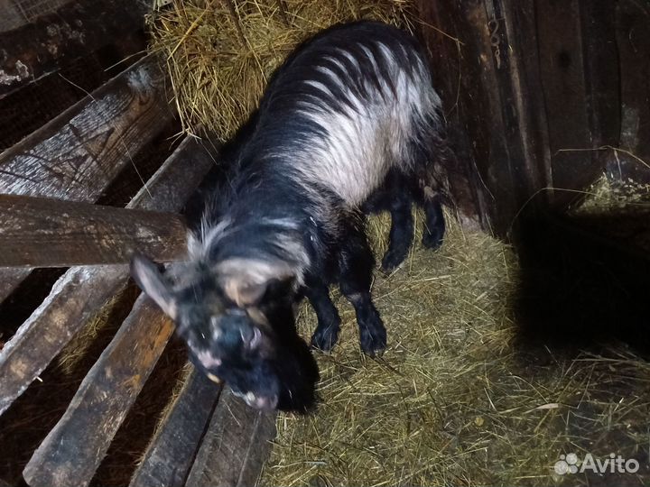 Продам козла