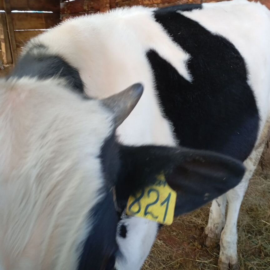 Купить недорого сельскохозяйственных животных 🐄 в Миасском