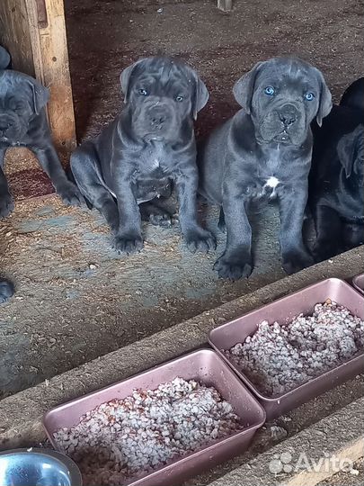 Щенки кане корсо