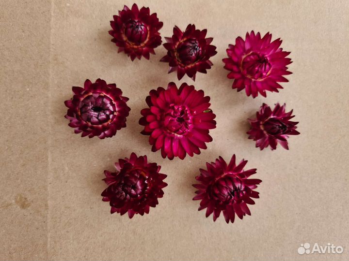 Гелихризум сухоцвет