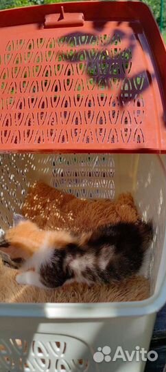 Котенок, девочка бесплатно