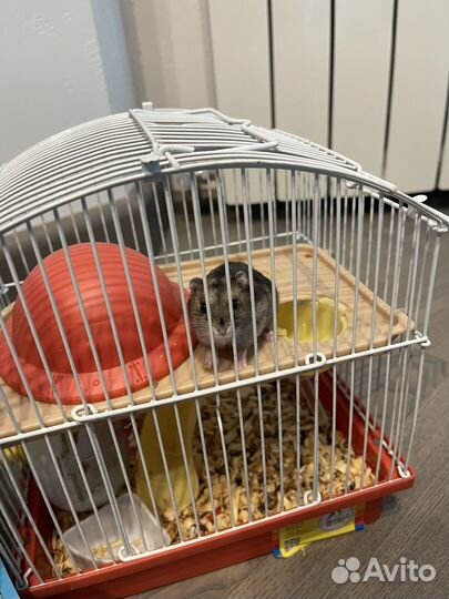 Клетка для джунгарика