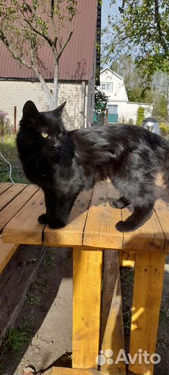 Кошечка мышеловка