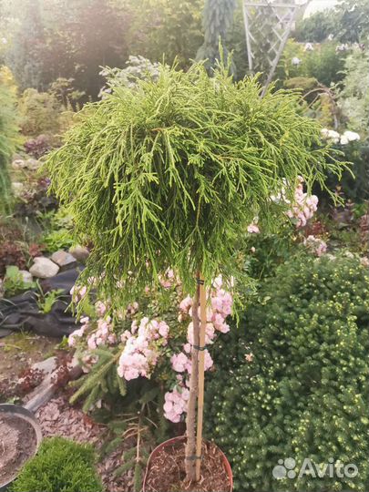 Кипарисовик санголд на штамбе