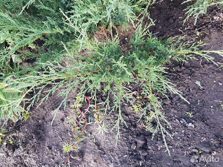 Можжевельник