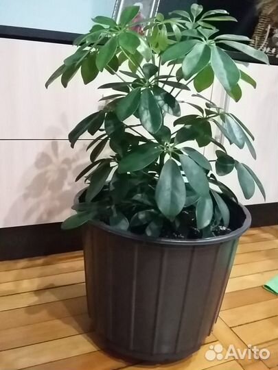 Комнатные цветы