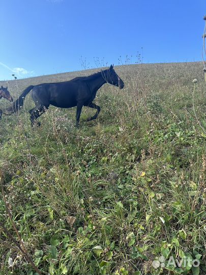 Лошади кобылы