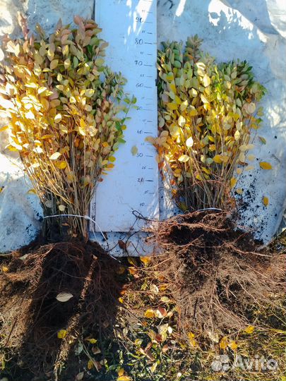 Кизильник,живая изгородь