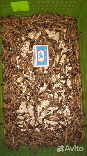 Домовые сверчки / аргентинские тараканы