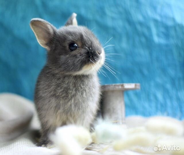 Карликовые кролики от Оли