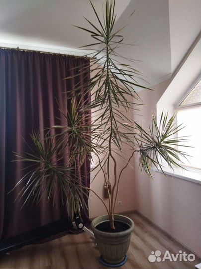 Пальма драцена маргината