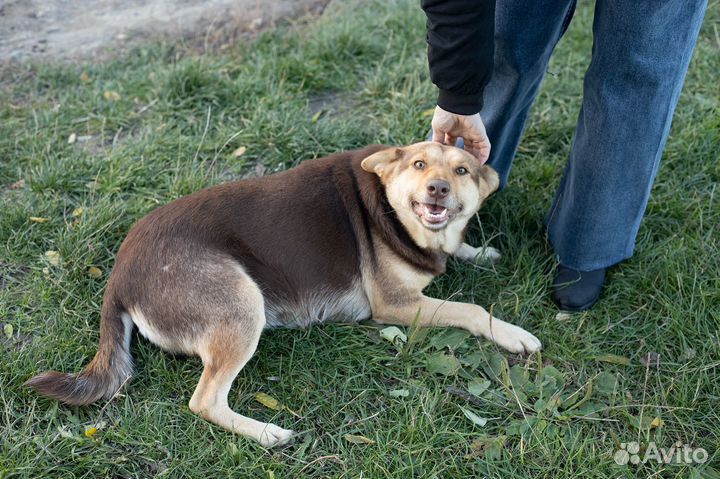 Чудесная Шоколадка очень нуждается в доме