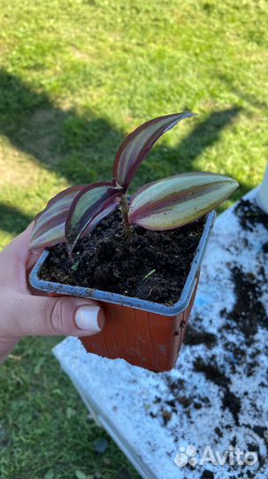 Фикус бенджамина традесканция