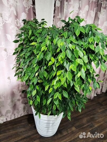 Фикус бенджамина