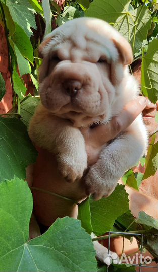 Щенки Щарпей