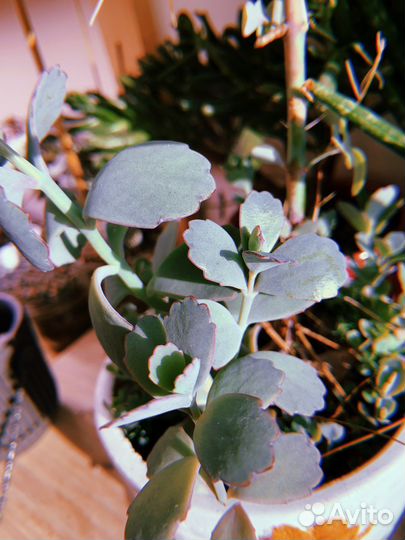 Суккуленты часть 1