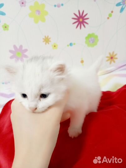 Котятки ищут добрых хозяев
