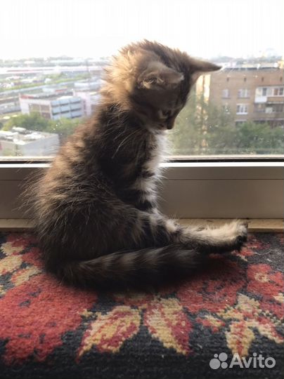 Котенок девочка