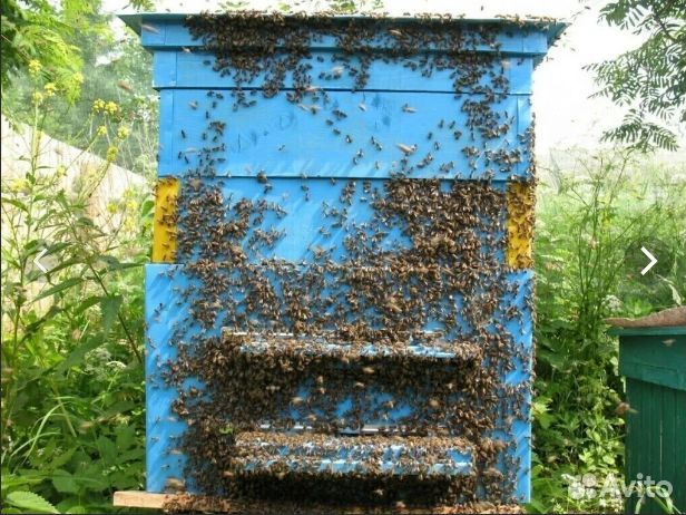 Пчелы с ульями