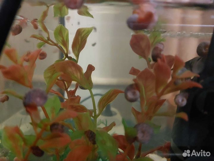 Улитки катушки