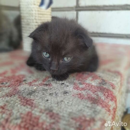 Кошки в добрые руки бесплатно