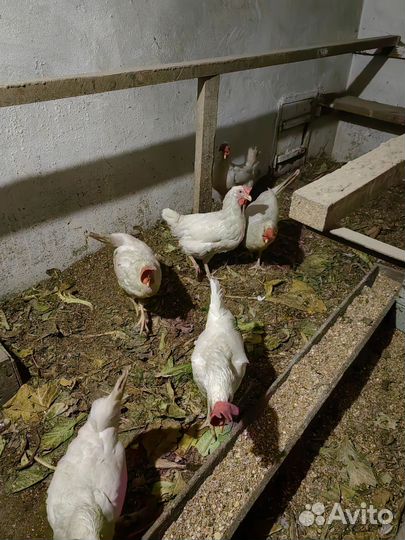 Куры несушки