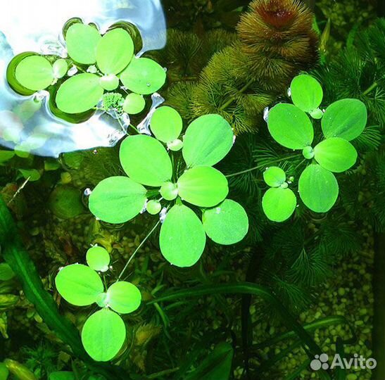 Криптокарина,роголистник,пистия,мох яванский,крисм