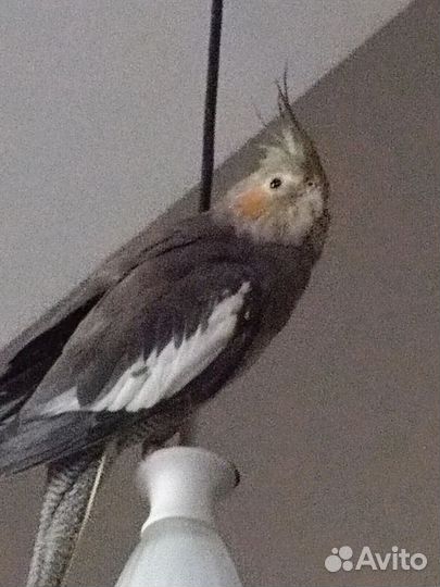 Попугай корелла