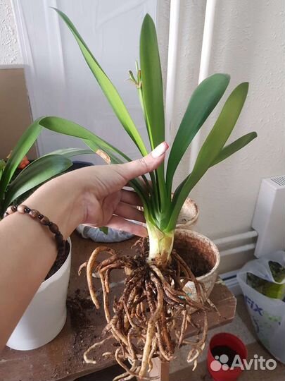 Комнатные цветы кливия