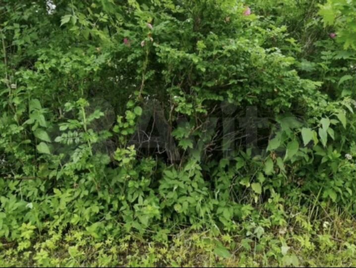 Участок 6 сот. (СНТ, ДНП)