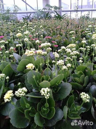 Продажа цветов и овощей